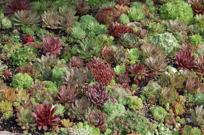 Sempervivum Dachwurz Hauswurz